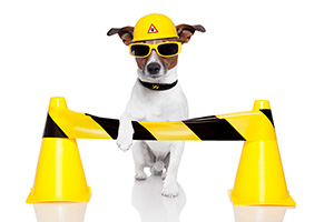 Construction Dog